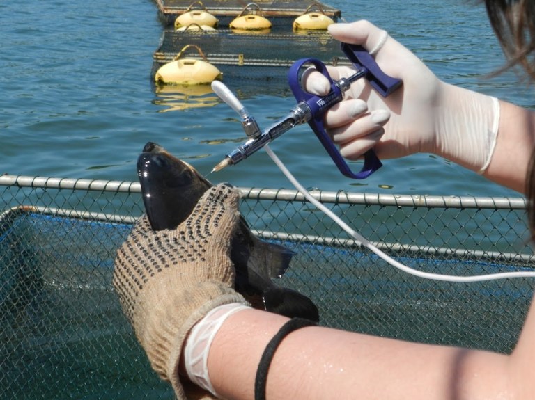 Seringa / Vacinador de Fluxo Contínuo para Peixes para uso Veterinário