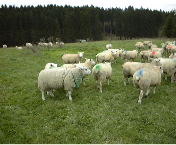 BUÇAL ( PEITORAL ) MARCADOR PARA OVINOS E CAPRINOS
