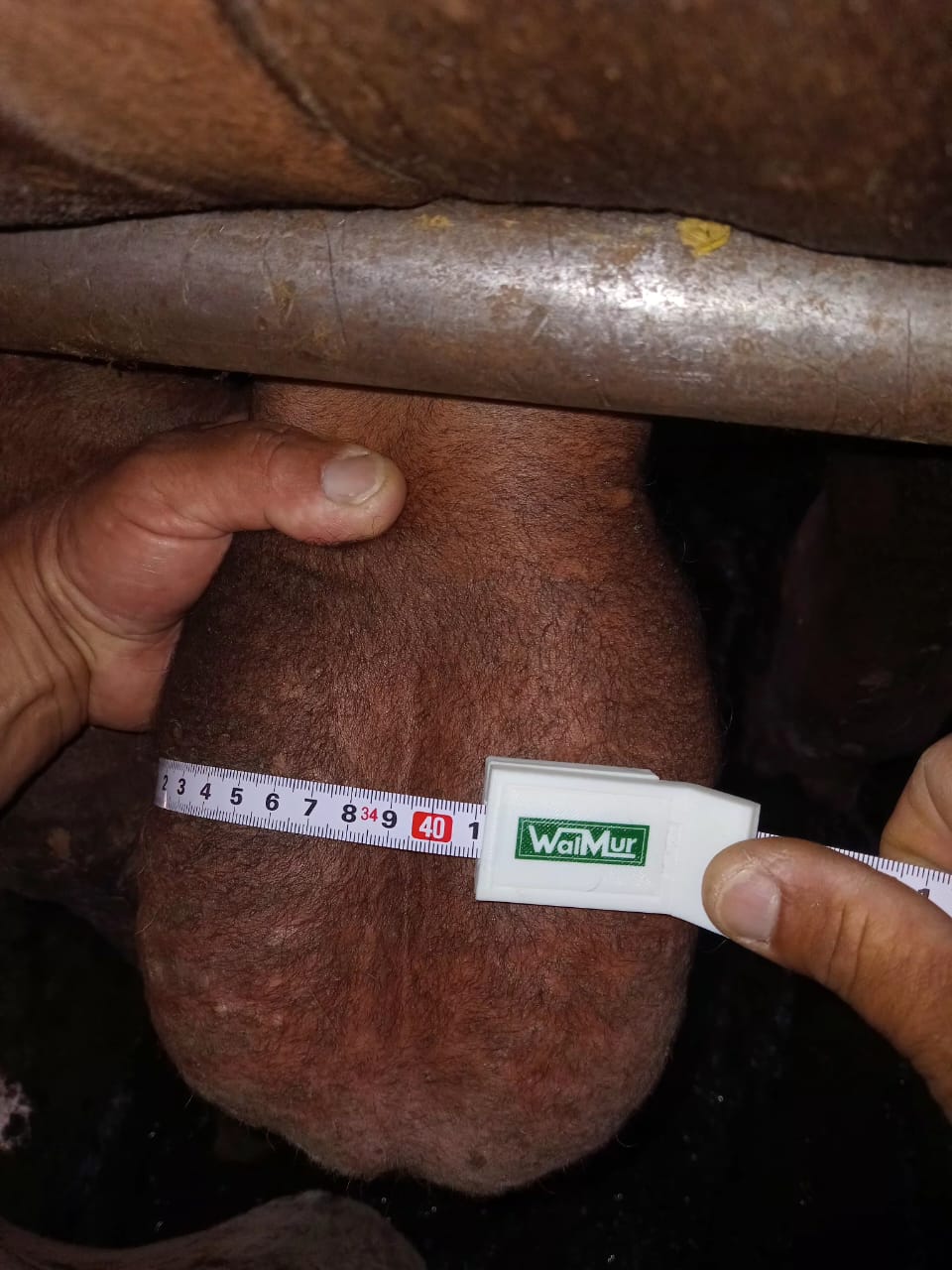 Fita para Medir Perímetro Escrotal