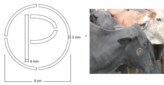 CARIMBO MARCA P POSITIVO PARA BRUCELOSE EM AÇO MODULAR